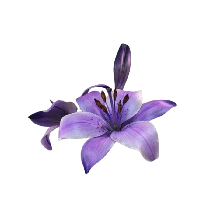 Purple Flower